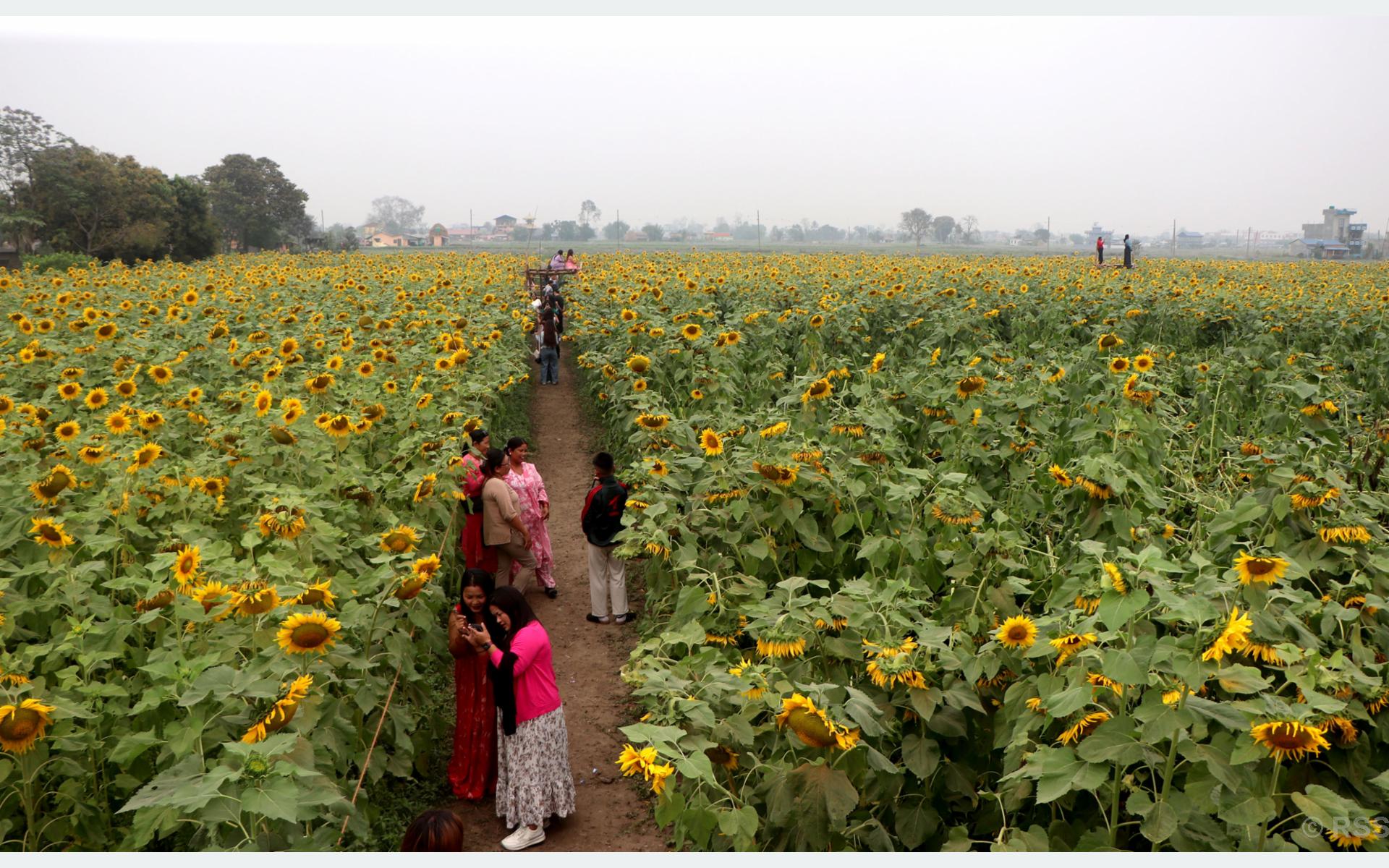 चितवनको भाइरल ‘सूर्यमुखी बगान’ले बढायो कृषि पर्यटन