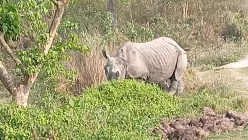 चितवन राष्ट्रिय निकुञ्जमा आठ महिनामा १७ गैंडाको मृत्यु