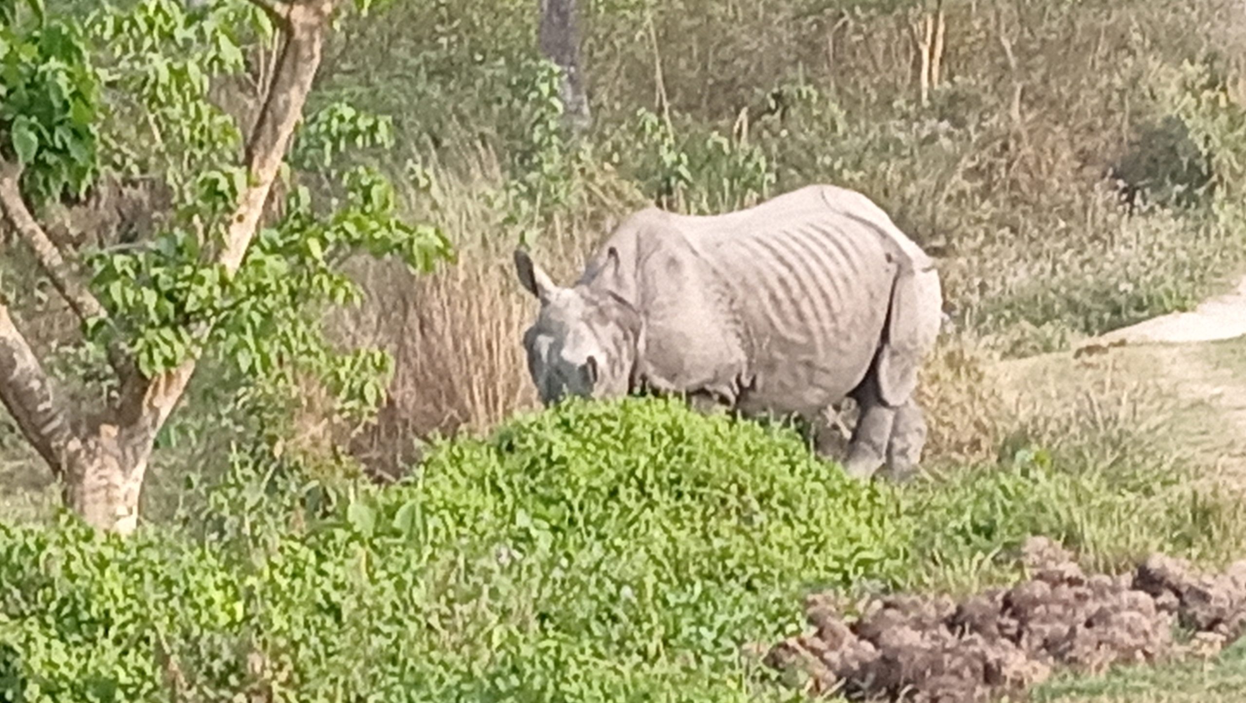 चितवन राष्ट्रिय निकुञ्जमा आठ महिनामा १७ गैंडाको मृत्यु