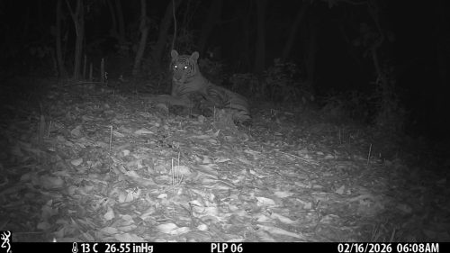 पाल्पाको १११० मिटर उचाइमा देखियो पाटे बाघ