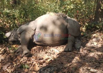 चितवन राष्ट्रिय निकुञ्जमा ९ महिनामा १८ गैंडाको मृत्यु