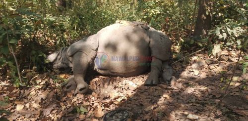 चितवन राष्ट्रिय निकुञ्जमा ९ महिनामा १८ गैंडाको मृत्यु