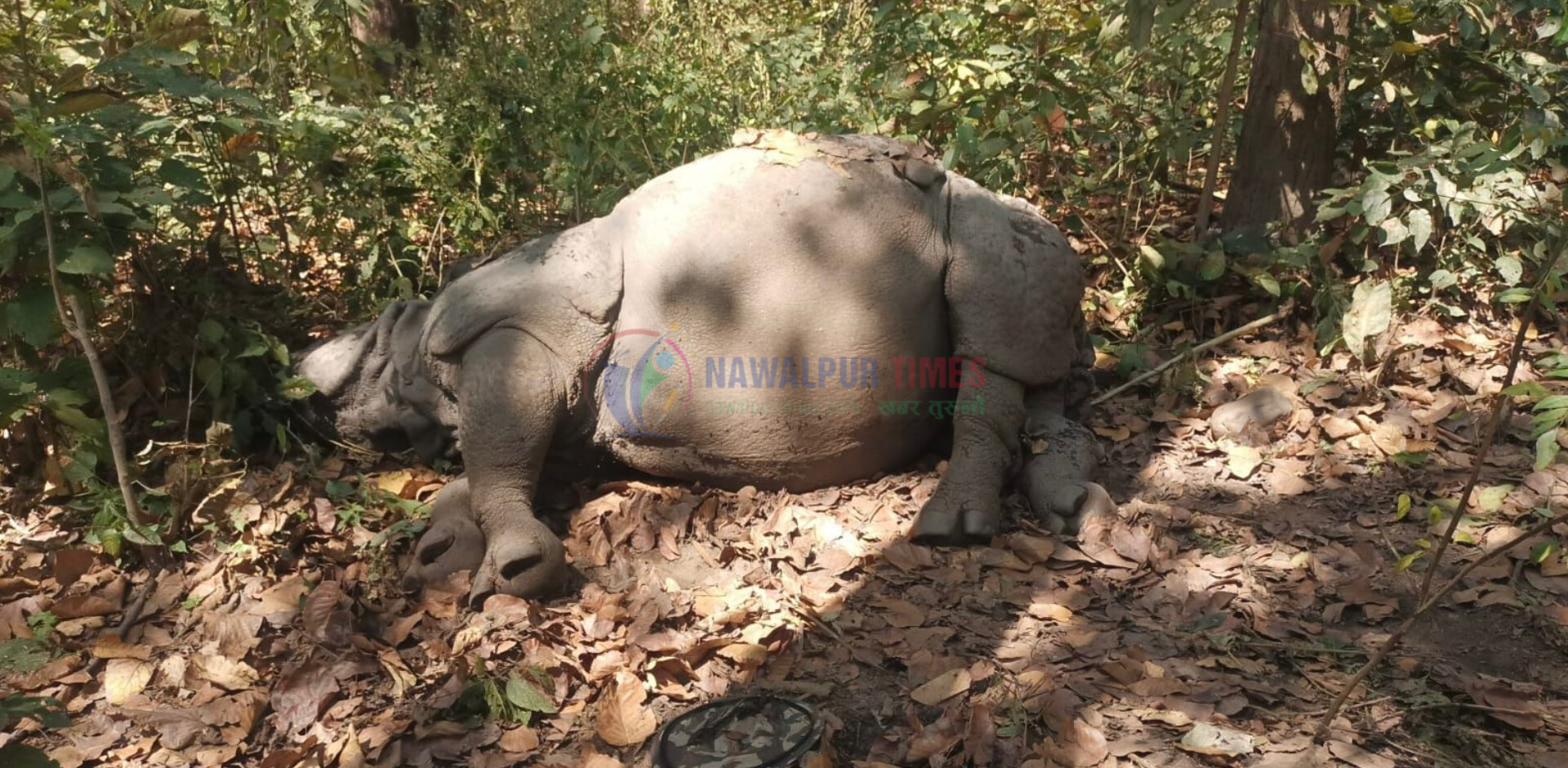 चितवन राष्ट्रिय निकुञ्जमा ९ महिनामा १८ गैंडाको मृत्यु